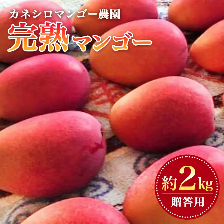 【 先行予約 2026年 発送 】 カネシロマンゴー農園 完熟マンゴー 贈答用 マンゴー 沖縄県産 マンゴー 2kg アップルマンゴー アーウィンマンゴー 国産 完熟マンゴー 果物 南国 くだもの フルーツ 完熟 夏 旬 沖縄 お取り寄せ 甘い 濃厚 糸満市 19-1