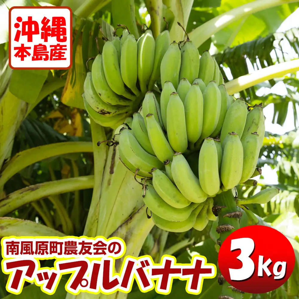 【20%以上off】沖縄県産アップルバナナＢ品 約10kg【常温便】② 希少】沖縄やんばる産 アップルバナナ｜もっちり食感🍌 | MITSUI