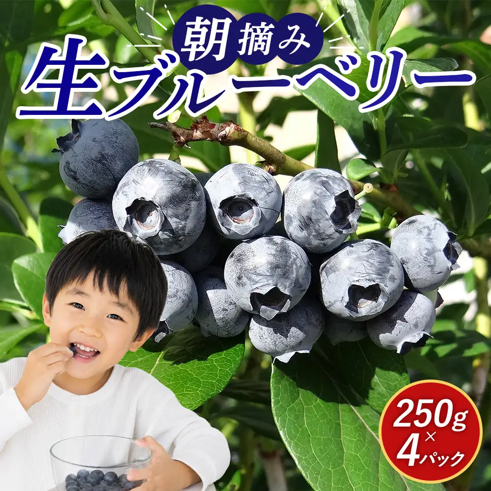 数量限定 鹿沼 朝摘み 生ブルーベリー 250g × 4パック 1kg ｜ 果物 詰合せ フルーツ ※沖縄・離島への配送不可 ※2026年6月中旬～2026年7月中旬頃に順次発送予定