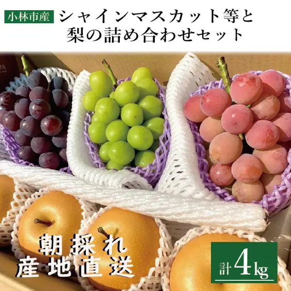 【令和8年発送】完熟シャインマスカット等と梨セット 計4kg（フルーツ 果物 くだもの シャインマスカット ブドウ ナシ 2026 贈答用 プレゼント 限定）
