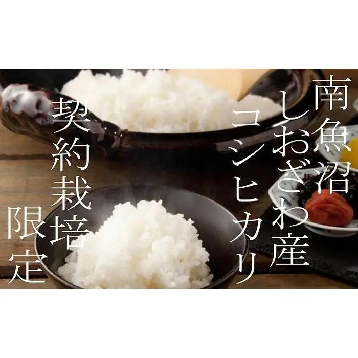 【令和7年産】【定期便】契約栽培限定 契約栽培 南魚沼しおざわ産コシヒカリ２Kg×12ヶ月【定期便 銘柄米 ブランド米 精米 こしひかり コシヒカリ 魚沼産 新潟米 産地直送 お米 米 こめ コメ ご飯 御飯 ごはん】
