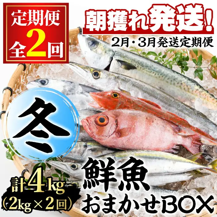 【0301103b】＜定期便・全2回(2月・3月)＞「冬の鮮魚BOX」朝獲れ発送！鮮魚問屋が厳選したおまかせ鮮魚(約2kg程度×2回)  魚 魚介類 鮮魚 海鮮 詰め合わせ セット 刺身 天ぷら 煮つけ 塩焼き【江川商店】