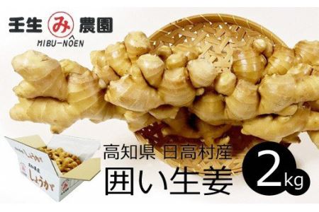 生姜 2kg　高知県産 囲い生姜 低農薬栽培 農家直送 熟成仕上げ