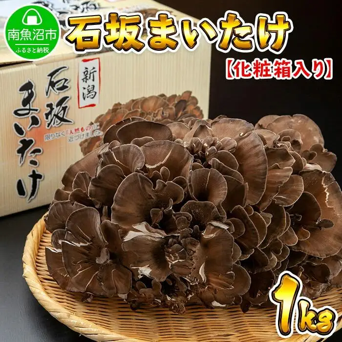 新潟県 南魚沼産 厳選 国産 石坂 高級 舞茸 産地直送 1kg