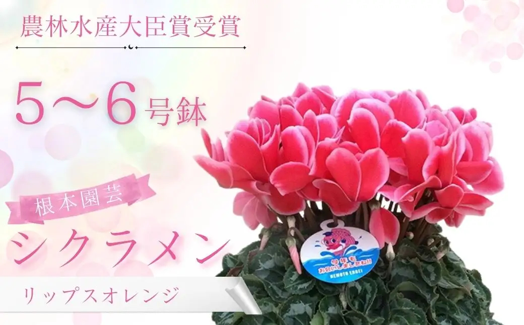 【先行予約】シクラメン リップスオレンジ 5号鉢 花ギフト 根本園芸 ｜ シクラメン