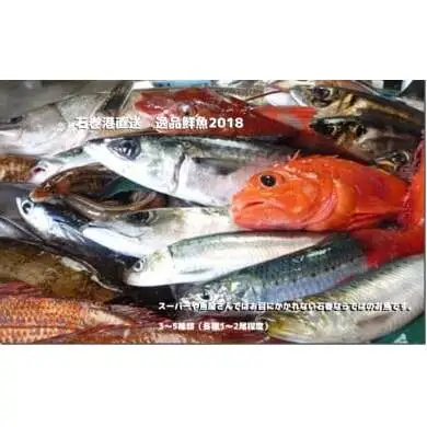 石巻港直送 逸品鮮魚 鮮魚 詰め合わせ