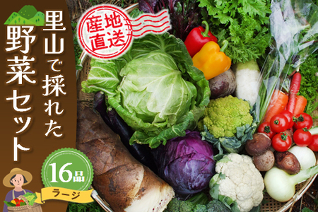 里山で採れた野菜セットラージ 16品 (H078109)