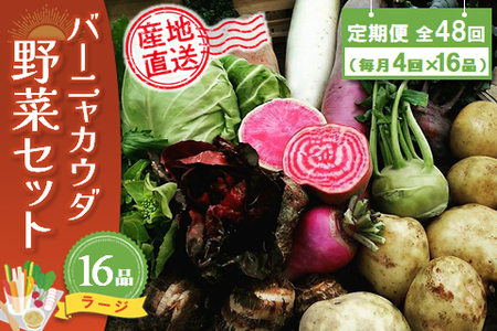 年間定期便48回 バーニャカウダ野菜セットラージ 16品 (H078124)