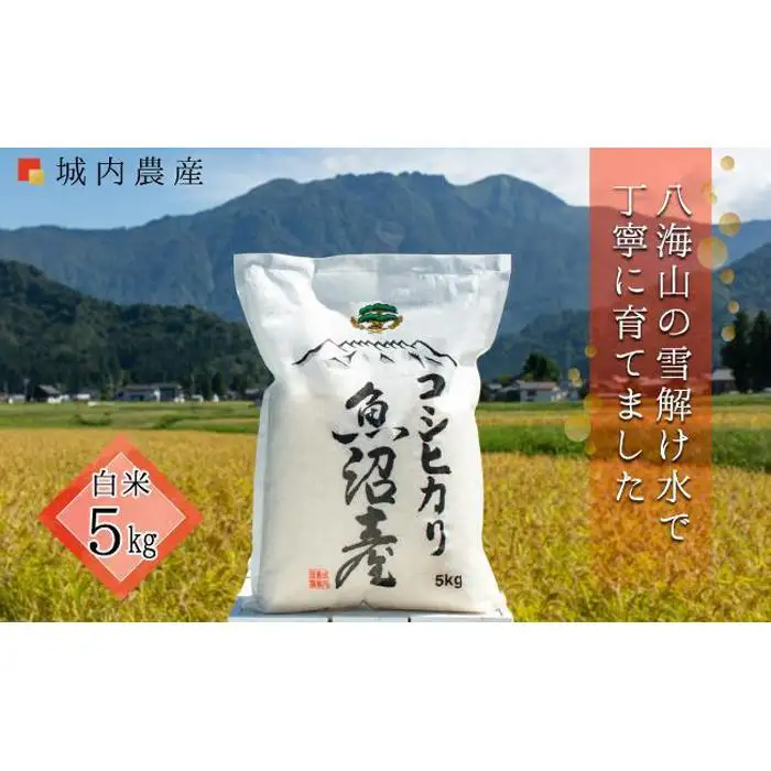 南魚沼産コシヒカリ　白米５ｋｇ【５割減農薬栽培米】 城内農産 令和７年【銘柄米 ブランド米 精米 こしひかり コシヒカリ 魚沼産 新潟米 産地直送 お米 米 こめ コメ ご飯 御飯 ごはん】