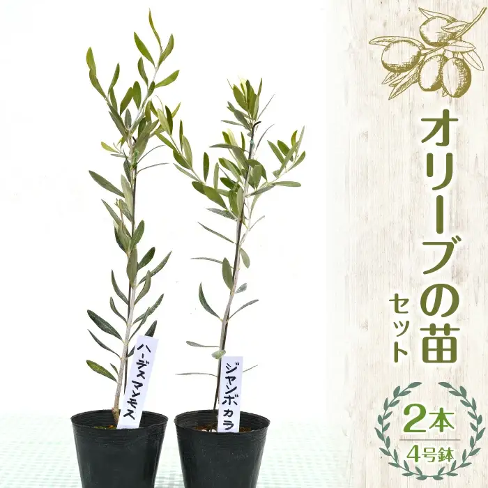 【ハーブショップYOU'樹】オリーブの苗セット 4号鉢 2本 SWBE001