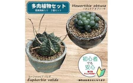 【39-01】 養庄園 ワクワク多肉植物 陶器入りセット