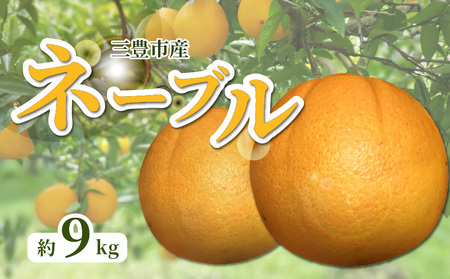 三豊市産 ネーブル約9kg(36～60玉)