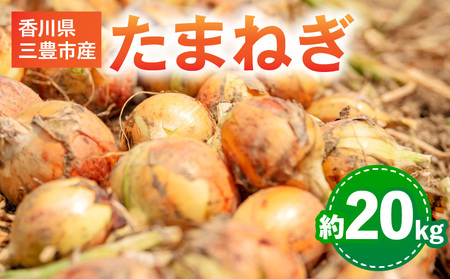 三豊市のたまねぎ 約20kg