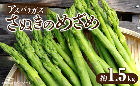 アスパラガス「さぬきのめざめ」約1.5kg(夏芽)