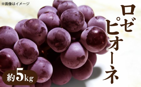ロゼピオーネ 約5kg
