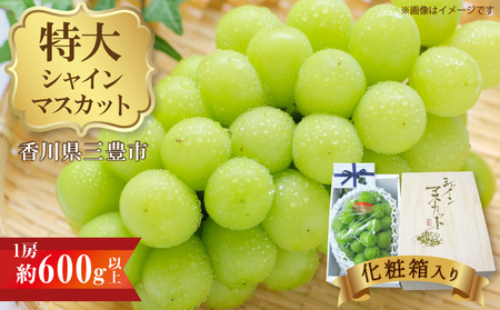 特大シャインマスカット 1房(約600g以上)化粧箱入り