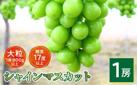 【8月中旬より発送】シャインマスカット大粒 1房【800g以上】【糖度17度以上】