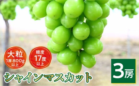 【8月下旬より発送】シャインマスカット大粒 3房【800g以上】【糖度17度以上】