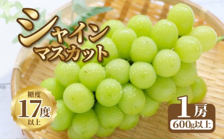 【9月上旬より発送】シャインマスカット1房【600g以上】【糖度17度以上】