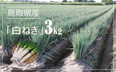 鳥取県産 白ねぎ 3kg