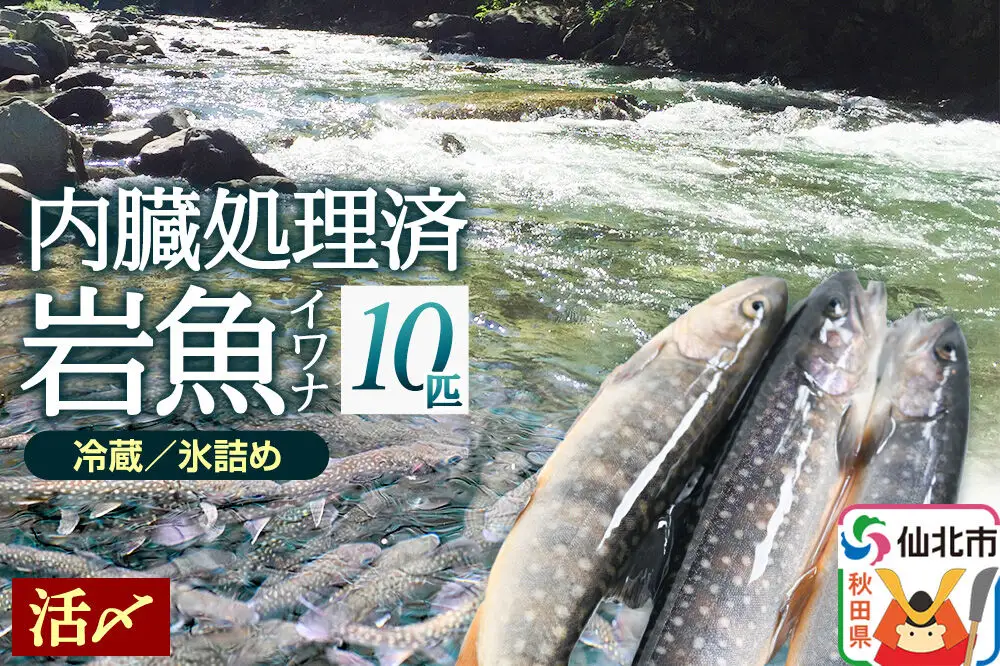 岩魚（イワナ）活け〆 内臓処理済み 氷詰め 10匹 長四郎