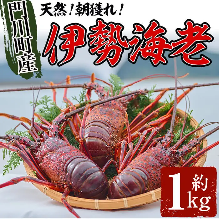 ＜数量限定＞天然！門川町産活き伊勢海老(計1kg・約2～3尾)エビ えび 刺身 魚介 海鮮 朝獲れ 国産【O-4】【門川漁業協同組合】