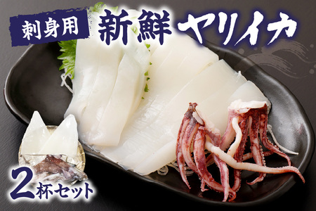 刺身用 新鮮ヤリイカ2杯セット(宗像鐘崎産)【マルケイ水産】_HA0416
