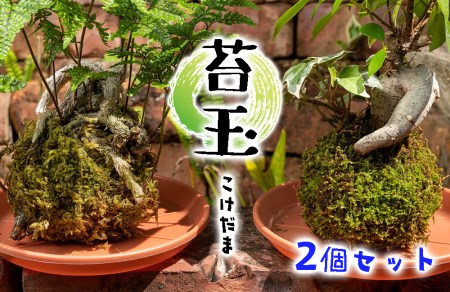 観葉植物  寄せ植え 苔玉 2個 セット 受け皿 観葉植物