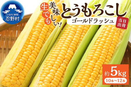 【2026年先行予約】富士北麓忍野村の気候、水、自然で作られた朝採りトウモロコシ（ゴールドラッシュ）（約5kg）