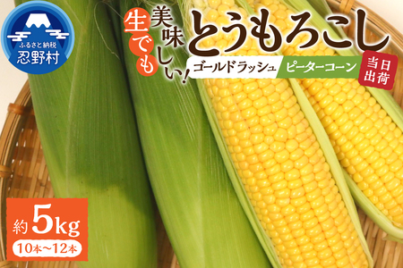 【2026年先行予約】富士北麓忍野村の気候、水、自然で作られた朝採りトウモロコシ（ゴールドラッシュ・ピーターコーン）詰め合わせセット（約5kg）