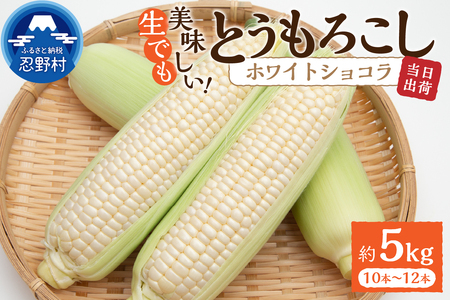 【2026年先行予約】富士北麓忍野村の気候、水、自然で作られた朝採りトウモロコシ（ホワイトショコラ）（約5kg）