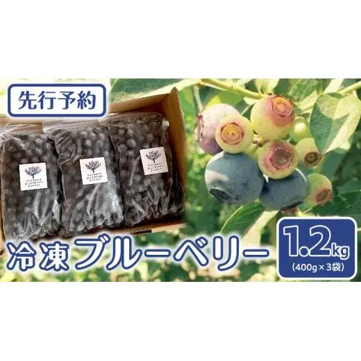 《 先行予約 》 冷凍 ブルーベリー 400g×3袋 【2026年7月上旬頃より発送開始】 冷凍 大粒 フルーツ 果物 くだもの おやつ 無農薬 農薬不使用 お取り寄せ 贈り物 ジャム スムージー