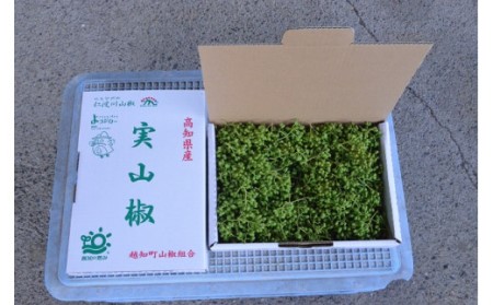 【0.5kg】青実山椒（枝付）初期物 