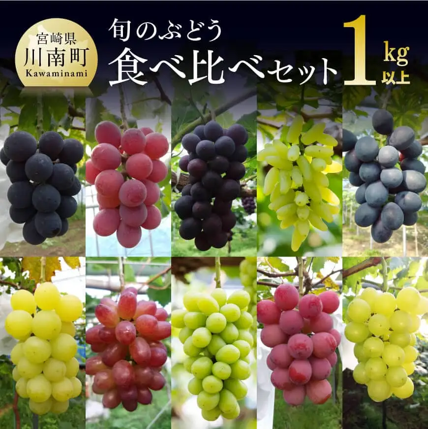 宮崎県産 旬のぶどう詰め合わせ １kg【先行予約 フルーツ 先行受付 ブドウ 期間限定 葡萄 数量限定 九州産 宮崎県産 川南町産 ぶどう】