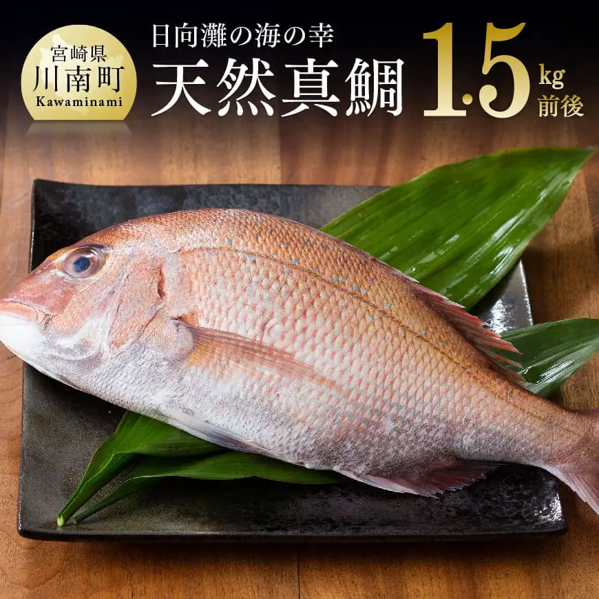『日向灘の海の幸』天然真鯛（活き締め） 【 鮮魚 さかな 刺身 煮つけ 九州 宮崎 川南町 新鮮 魚介 たい 】