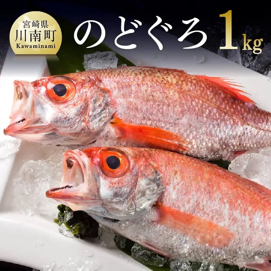 川谷水産厳選！のどぐろ(アカムツ)約1kg【高級魚 鮮魚 新鮮 魚介 のどぐろ アカムツ さかな 魚 ﾉﾄﾞｸﾞﾛ 川南町漁港 海の幸 送料無料 魚介類 魚】