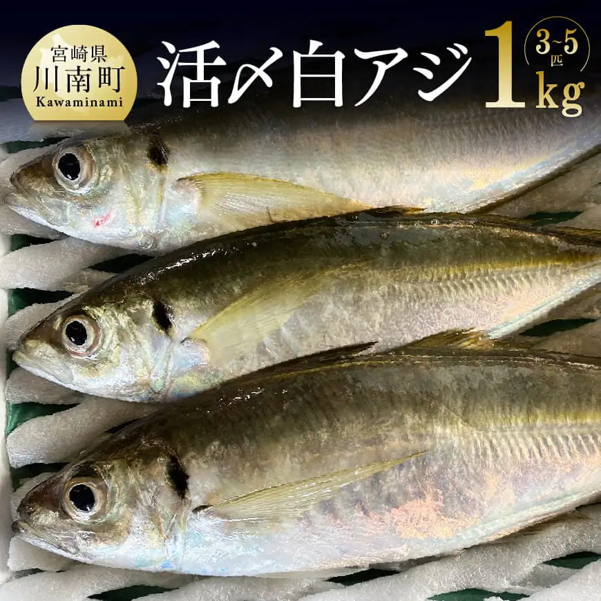 日向灘獲れ！活〆白アジ１kg 【 魚 魚介 魚介類 鮮魚 さかな 白アジ 日向灘 神経締め 刺身 塩焼き 血抜き 新鮮 海の幸  鰺 魚 あじ アジ 宮崎県 川南町 送料無料 鮮魚 】