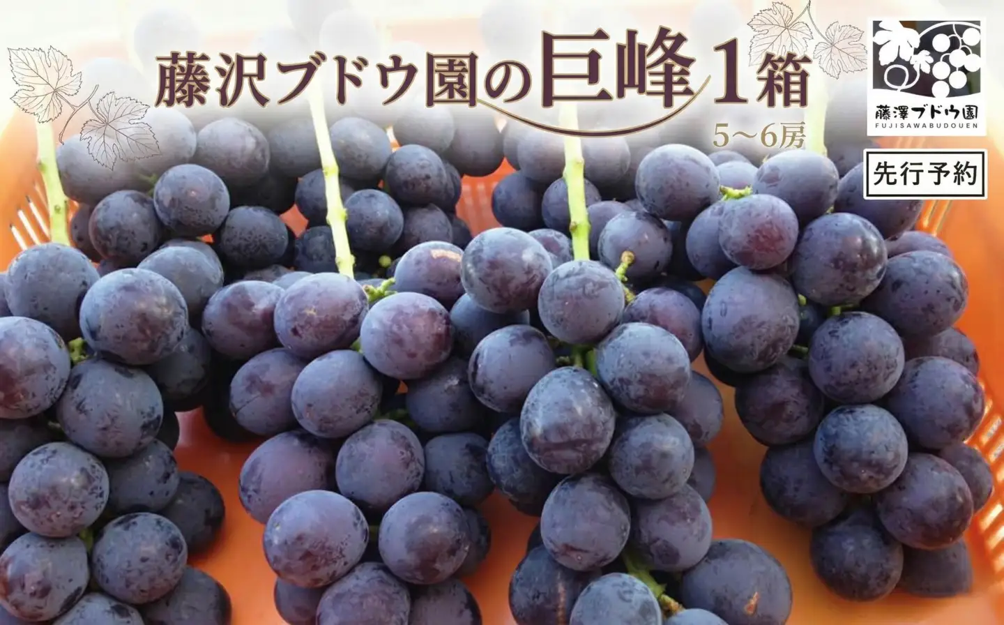 【 藤澤ブドウ園 】 自慢 の 巨峰 約2kg 2026年産 先行予約