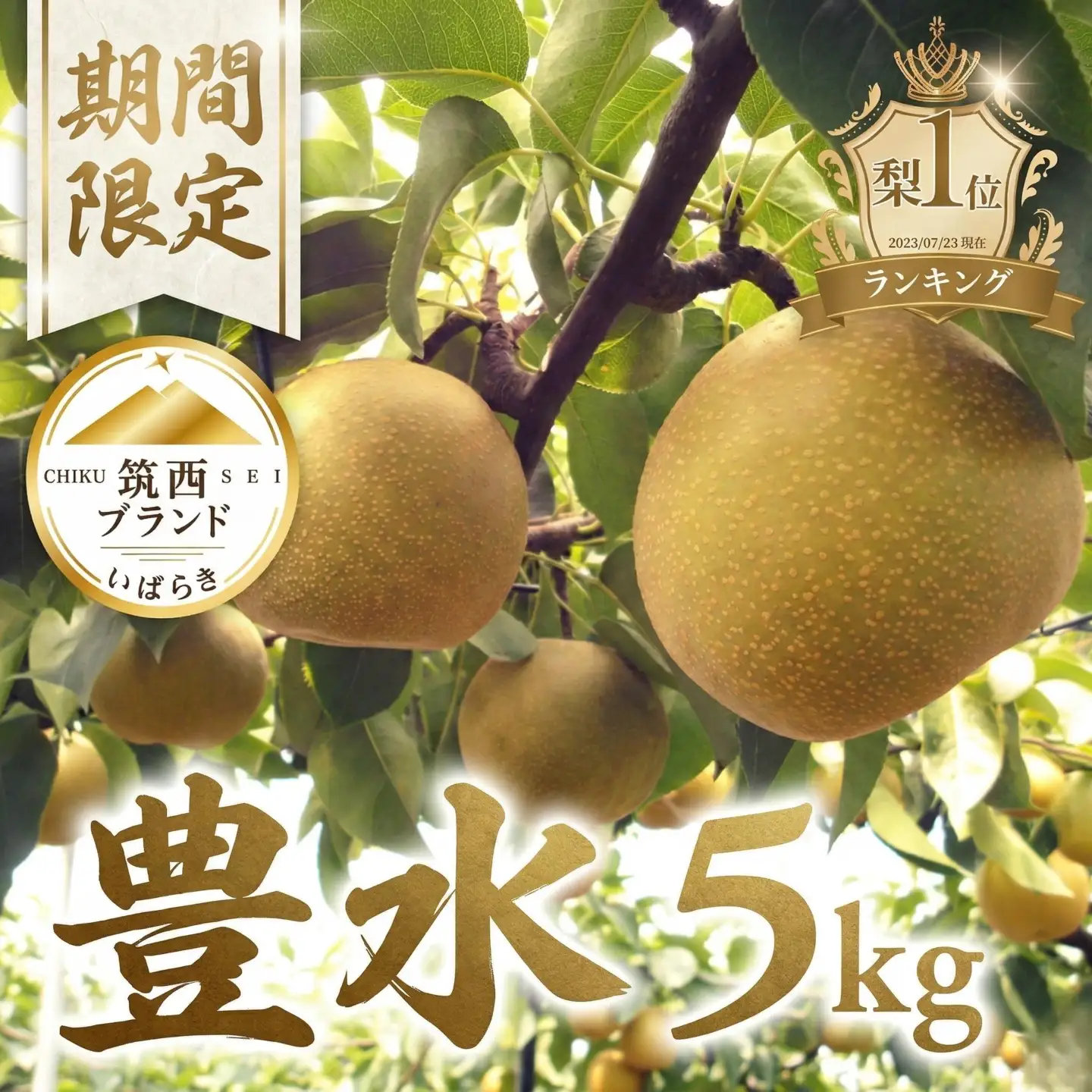 【 JA 北つくば 】 筑西ブランド 認証品 豊水 5kg 2026年産 先行予約