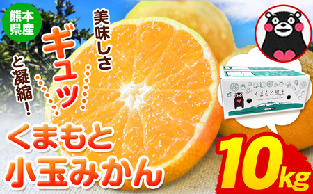 訳あり くまもと小玉みかん 約10kg みかん