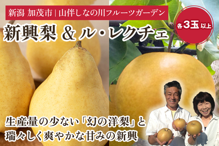 【2026年先行予約】新潟特産 和梨と幻の洋梨ル・レクチェ セット（新興梨 3個 ル・レクチェ 4個）《11月下旬～お届け》