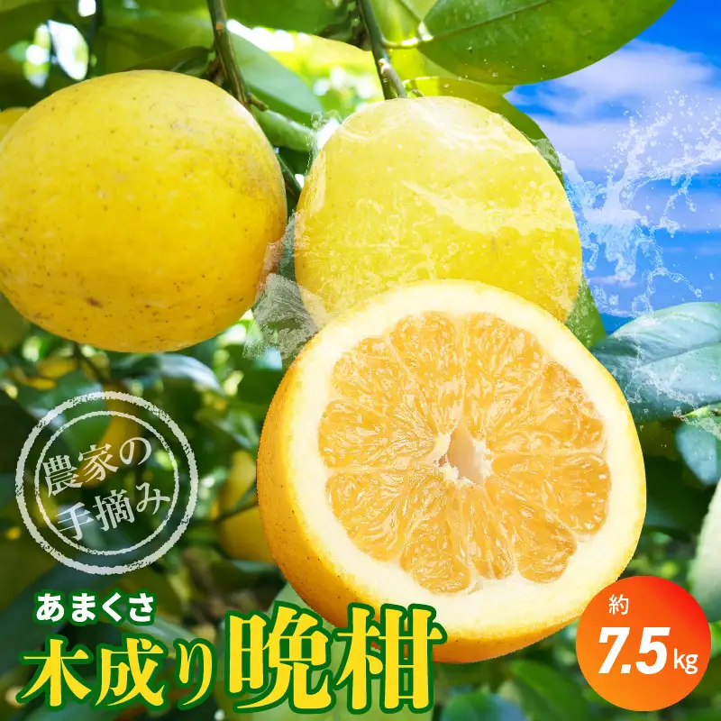 S040-023A_農家の手摘みあまくさ木成り晩柑 約7.5kg 先行受付