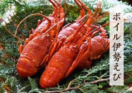 ボイル伊勢えび　【 伊勢海老 いせえび 】