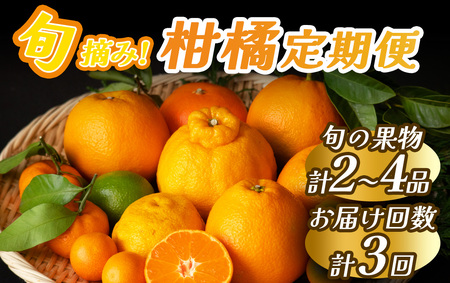 【全3回】旬の柑橘セット 3か月間の定期便　【 柑橘 】