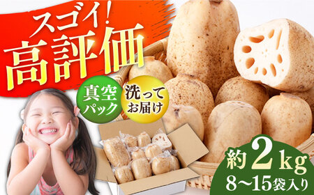 【R8年7月以降発送】真空パック 洗いれんこん2kg / れんこん [ICE001]