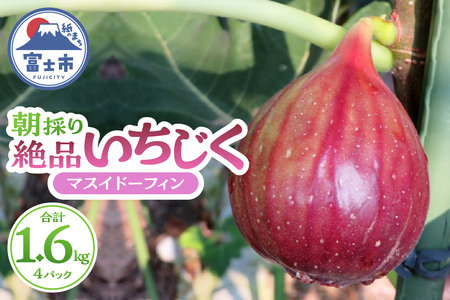 いちじく 朝採り マスイドーフィン 400g×4パック 期間限定 冷蔵 絶品 とれたて 果物 フルーツ 減農薬 減肥料 富士市 【配送不可地域：沖縄・離島】 [sf001-074]