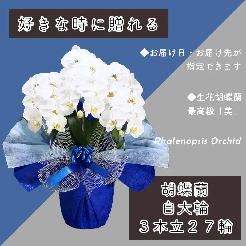 3本立て 胡蝶蘭 27輪～30輪 白色【木製大型木札 または メッセージカード 付き】