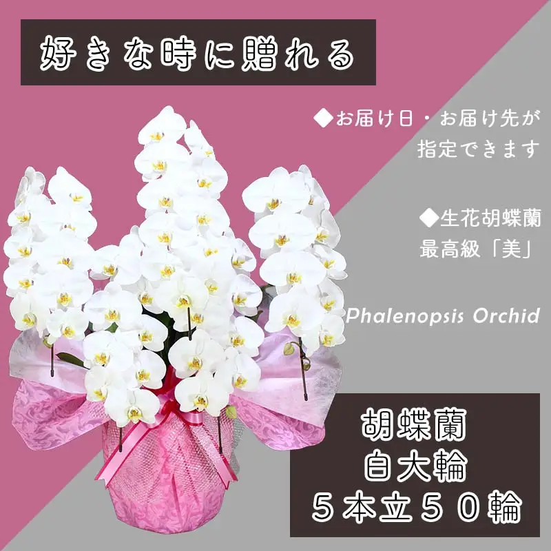5本立て 胡蝶蘭 50輪～60輪 白色【木製大型木札 または メッセージカード 付き】