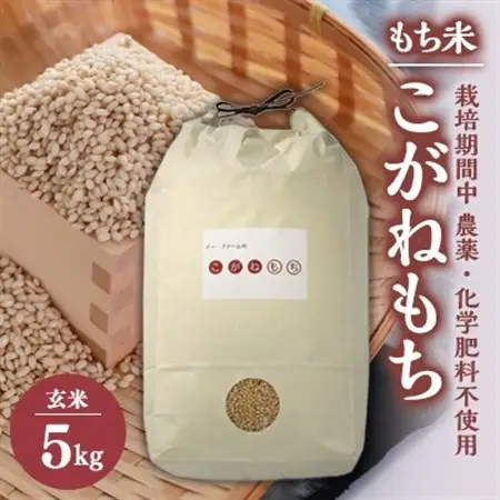 もち米　玄米5kg (栽培期間中　農薬不使用・化学肥料不使用)【配送不可地域：離島・沖縄県】【1251291】