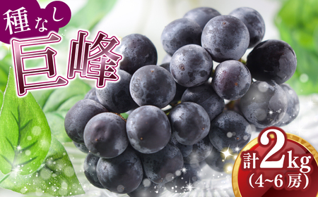 【2026年8月中旬から発送予定 】種なし 巨峰 ２kg 箱詰め ぶどう | ぶどう OHT